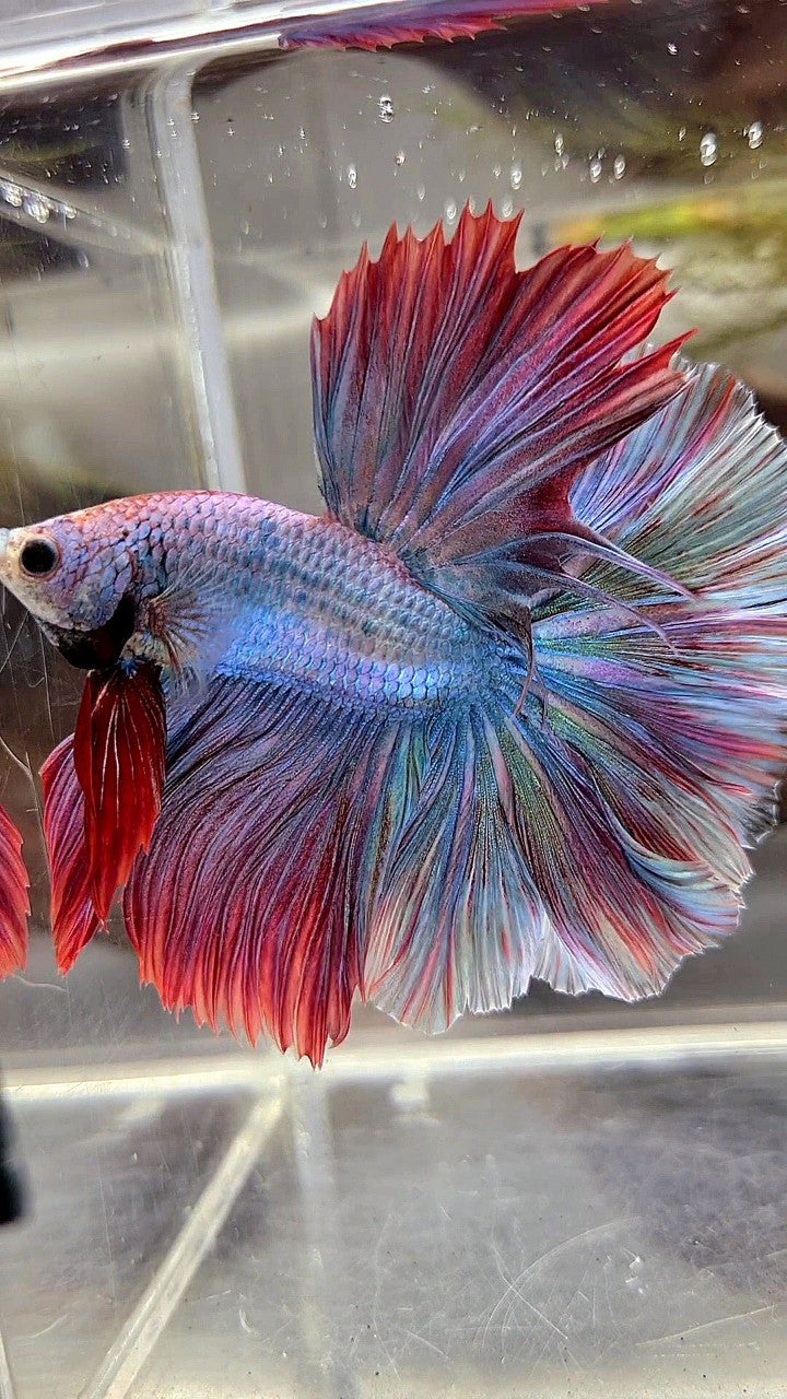 HALFMOON FEATHER TAIL RAINBOW MASCOT BETTA FISH