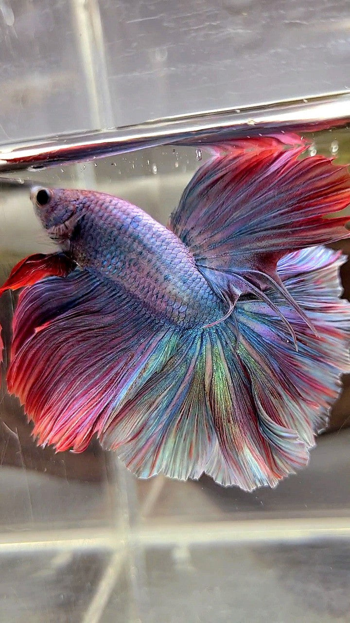 HALFMOON FEATHER TAIL RAINBOW MASCOT BETTA FISH