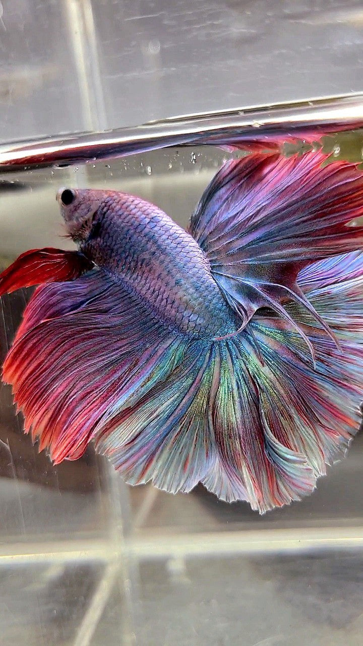 HALFMOON FEATHER TAIL RAINBOW MASCOT BETTA FISH