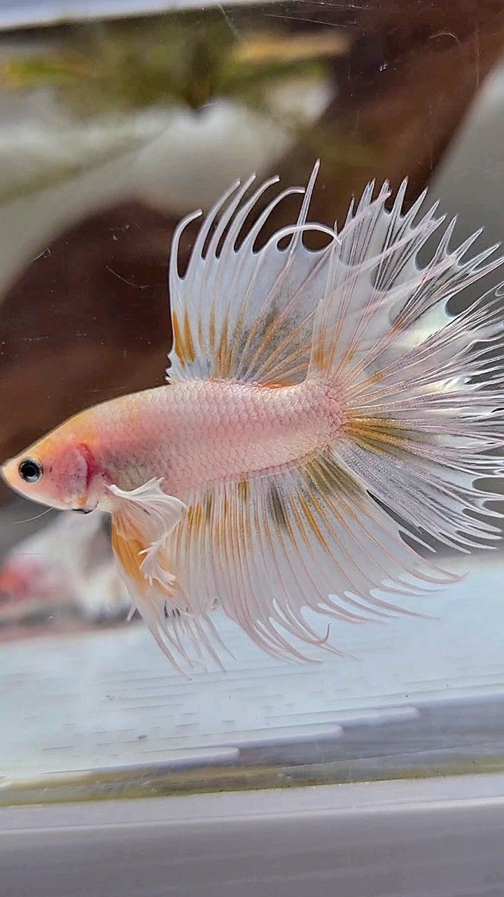 CROWNTAIL DUMBO EAR WHITE GOLD WASH BETTA FISH