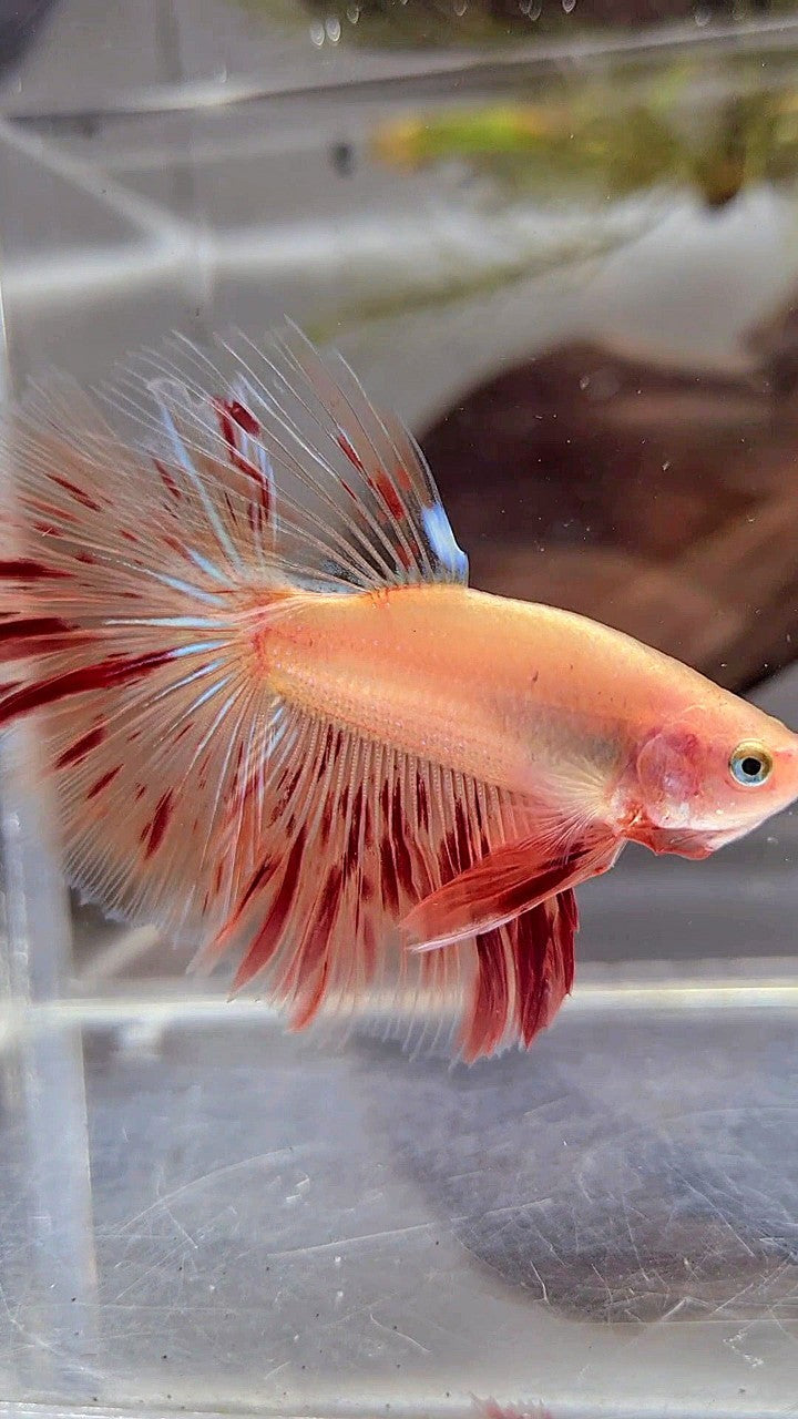 HALFMOON ROSETAIL ARMAGEDDON BETTA FISH