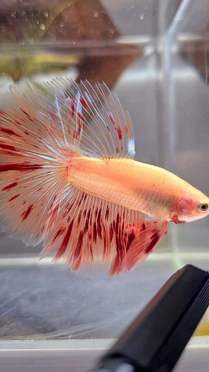 HALFMOON ROSETAIL ARMAGEDDON BETTA FISH