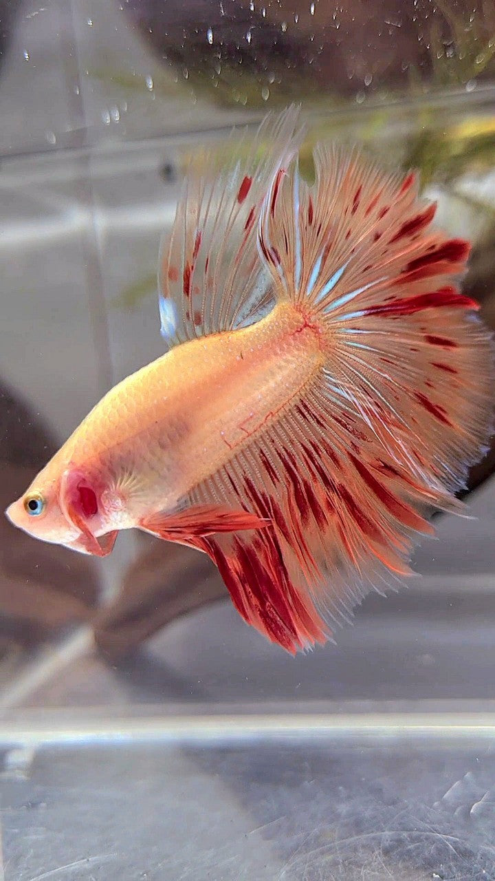 HALFMOON ROSETAIL ARMAGEDDON BETTA FISH