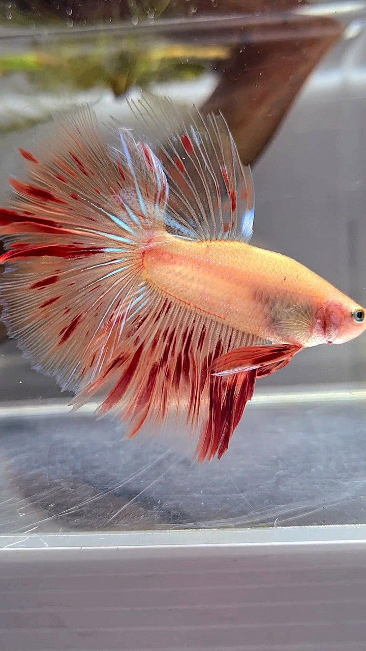 HALFMOON ROSETAIL ARMAGEDDON BETTA FISH