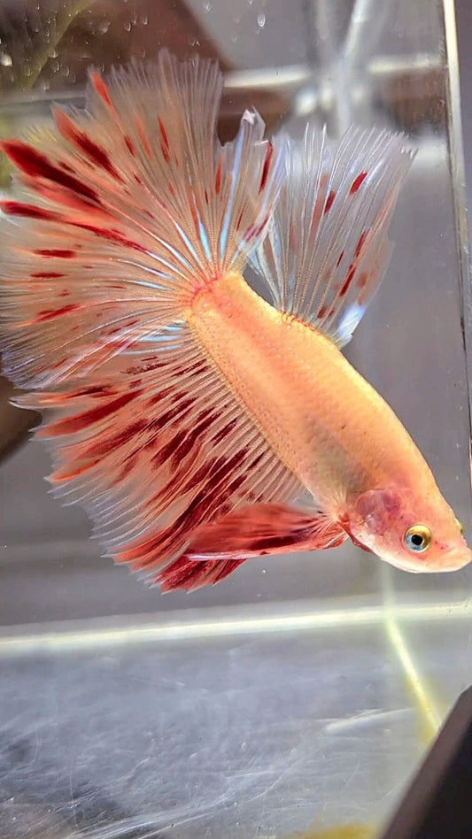 HALFMOON ROSETAIL ARMAGEDDON BETTA FISH