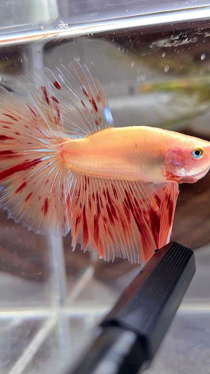 HALFMOON ROSETAIL ARMAGEDDON BETTA FISH