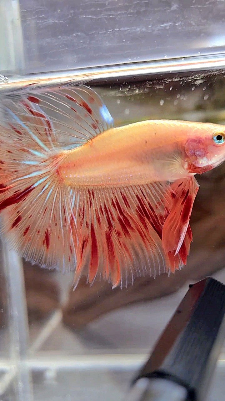 HALFMOON ROSETAIL ARMAGEDDON BETTA FISH