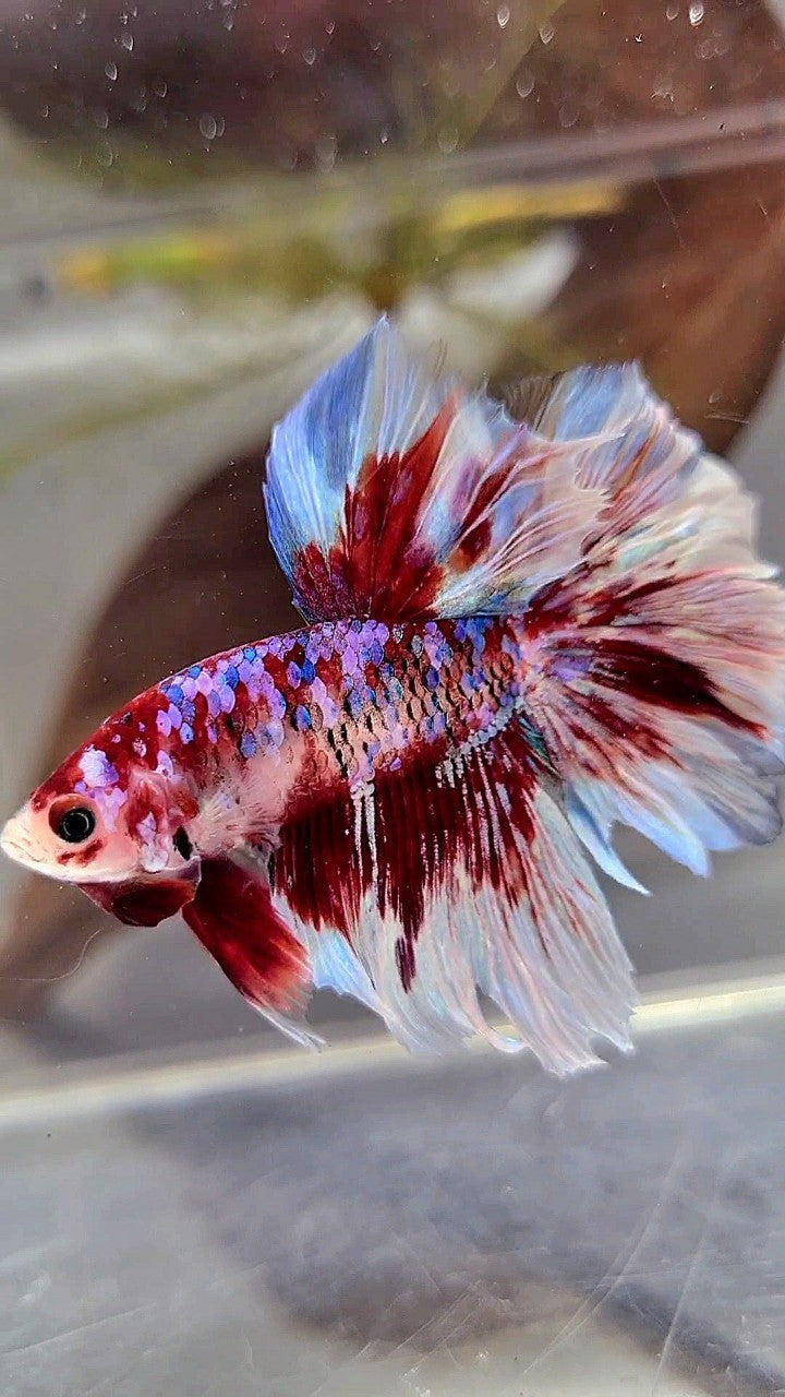 HALFMOON ROSETAIL BARONGSAI SUPER GALAXY WHITE RED BETTA FISH