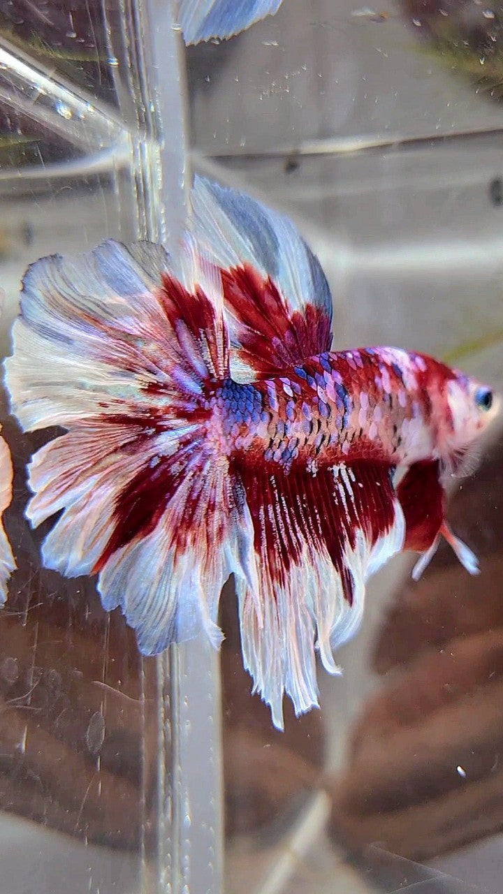 HALFMOON ROSETAIL BARONGSAI SUPER GALAXY WHITE RED BETTA FISH