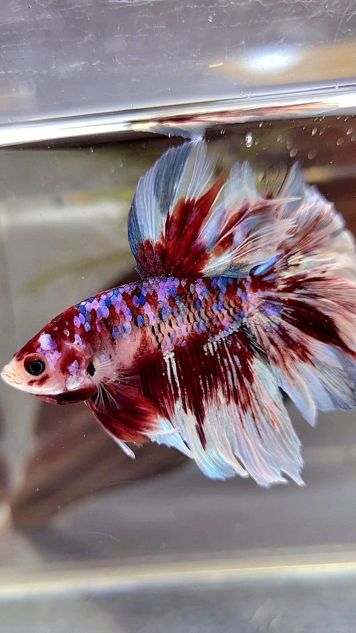 HALFMOON ROSETAIL BARONGSAI SUPER GALAXY WHITE RED BETTA FISH