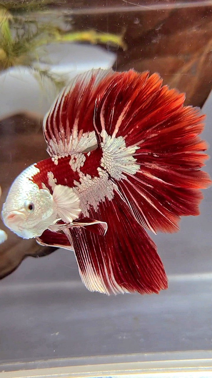 HALFMOON ROSETAIL RED WHITE GALAXY SNOW UNIQUE MASKING TUXEDO BETTA FISH