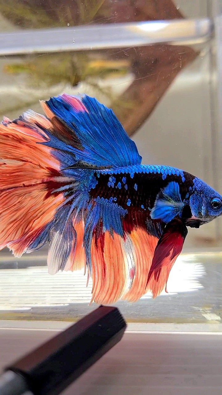 HALFMOON ROSETAIL BLACK GALAXY AVATAR BLUE ORANGE VARIATION BETTA FISH