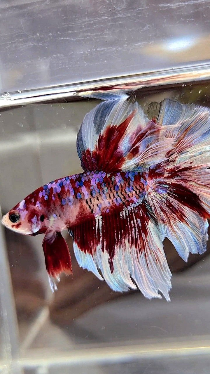 HALFMOON ROSETAIL BARONGSAI SUPER GALAXY WHITE RED BETTA FISH