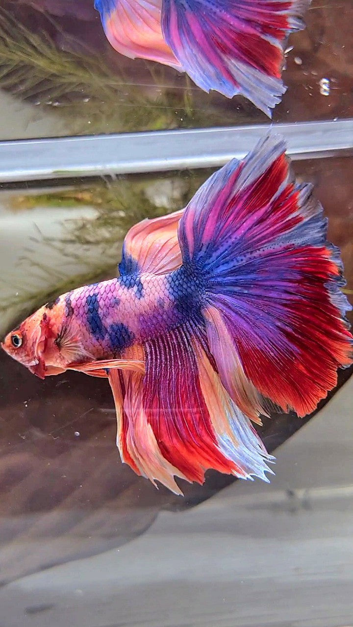 HALFMOON ROSETAIL PURPLE CANDY MULTICOLOR BETTA FISH