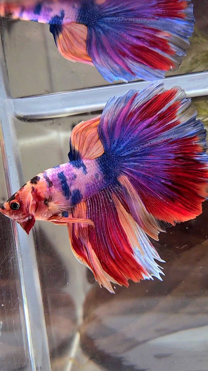 HALFMOON ROSETAIL PURPLE CANDY MULTICOLOR BETTA FISH