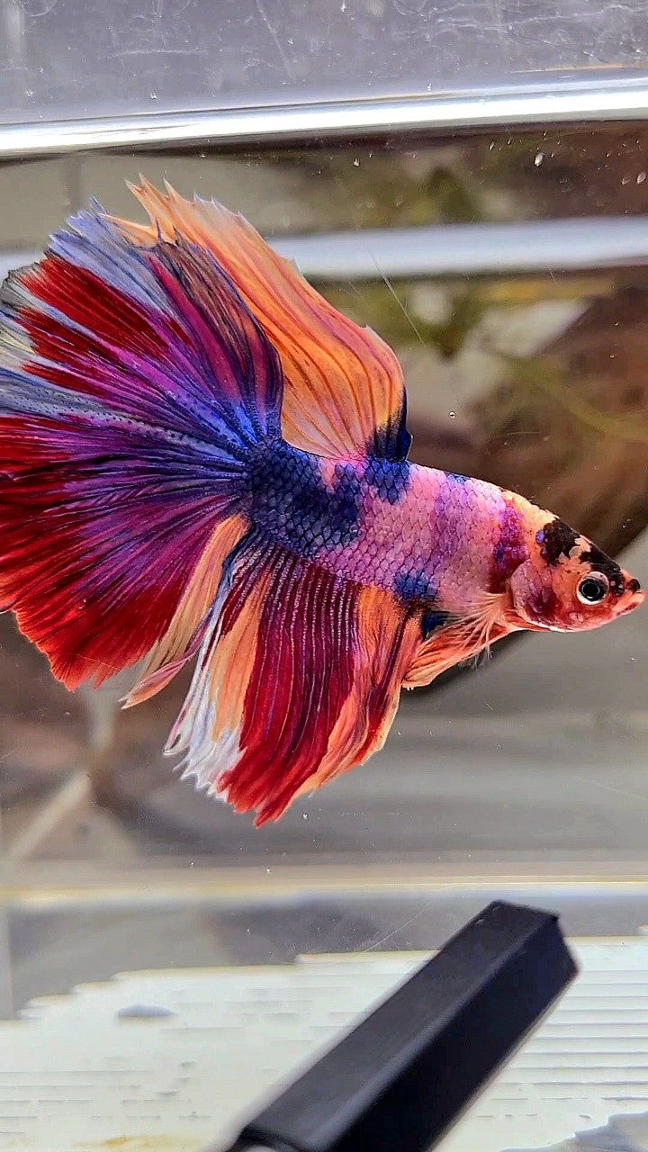 HALFMOON ROSETAIL PURPLE CANDY MULTICOLOR BETTA FISH