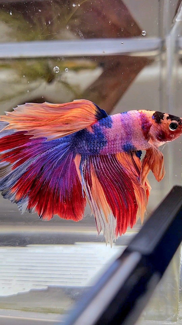 HALFMOON ROSETAIL PURPLE CANDY MULTICOLOR BETTA FISH