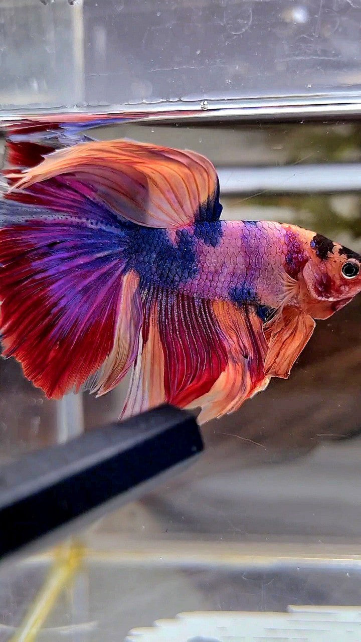 HALFMOON ROSETAIL PURPLE CANDY MULTICOLOR BETTA FISH