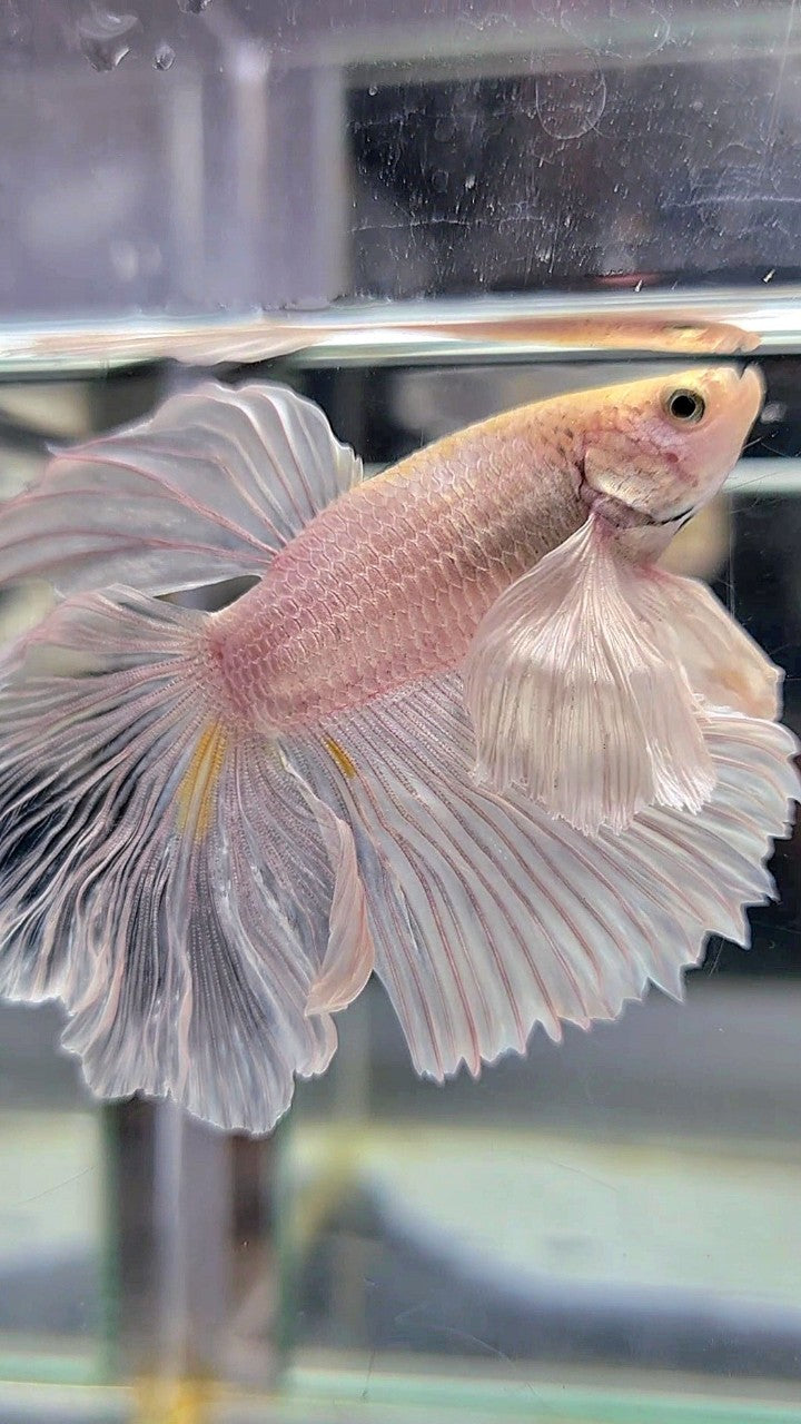 HALFMOON SUPER DUMBO EAR WHITE PLATINUM BETTA FISH