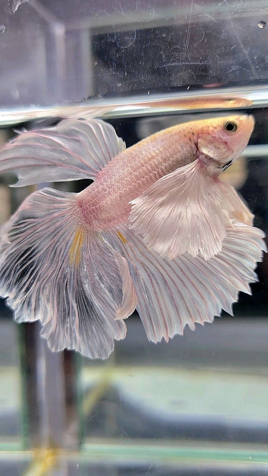 HALFMOON SUPER DUMBO EAR WHITE PLATINUM BETTA FISH