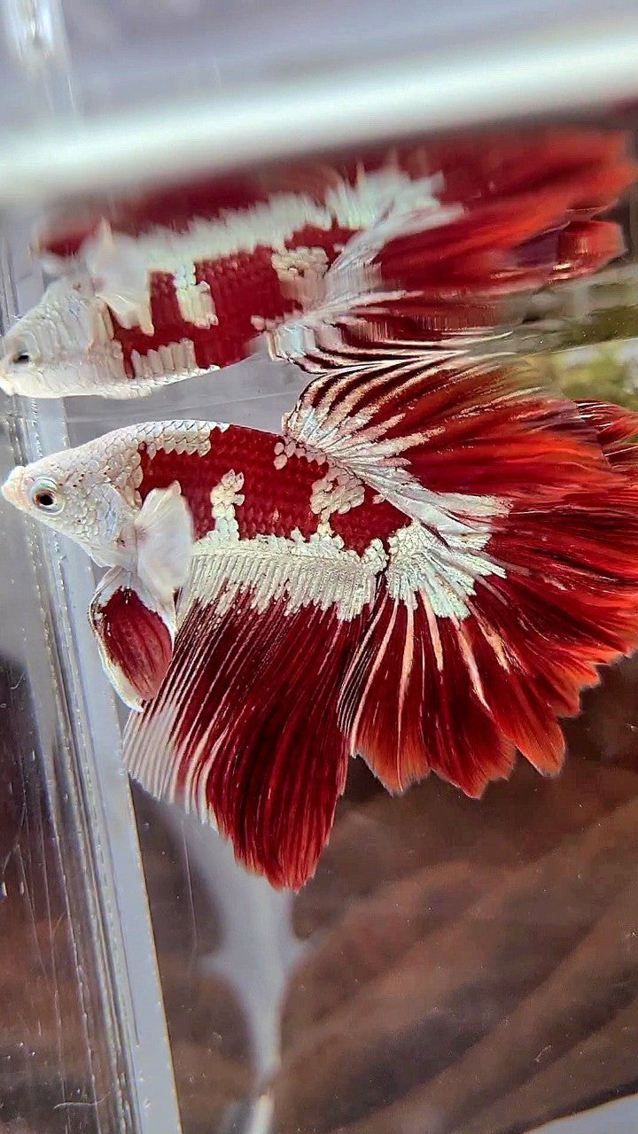 HALFMOON ROSETAIL RED WHITE GALAXY SNOW UNIQUE MASKING TUXEDO BETTA FISH