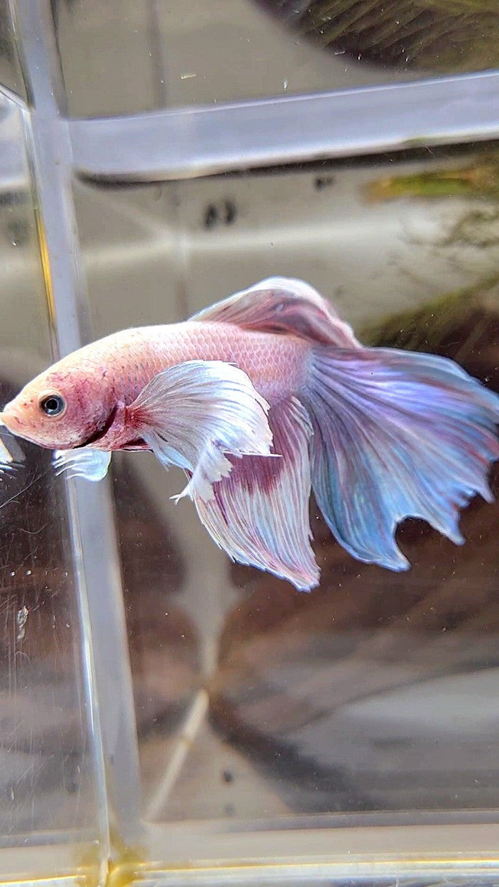 HALFMOON DUMBO EAR PURPLE GRIZZLE BETTA FISH