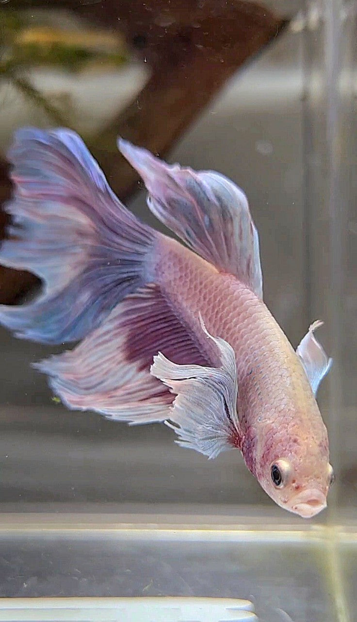 HALFMOON DUMBO EAR PURPLE GRIZZLE BETTA FISH