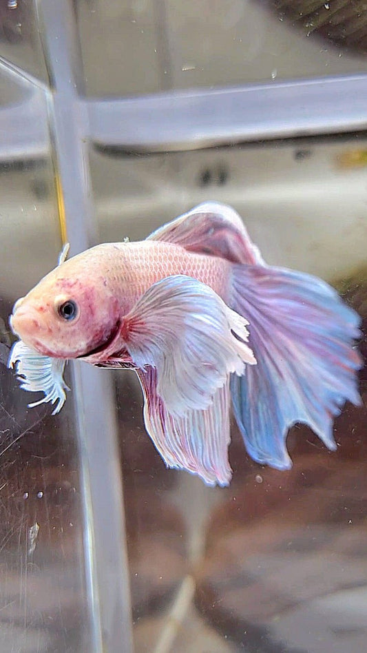 HALFMOON DUMBO EAR PURPLE GRIZZLE BETTA FISH