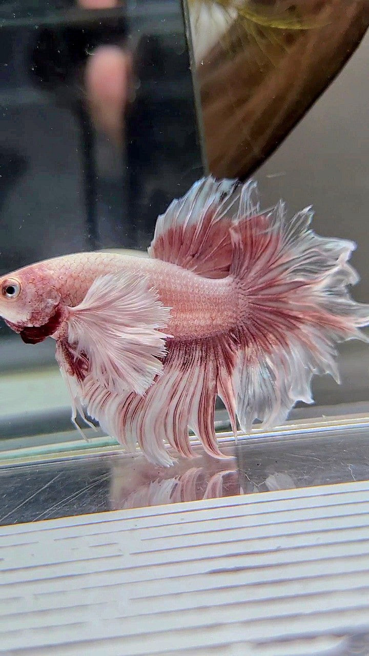 HALFMOON DUMBO EAR ROSEGOLD BUTTERFLY BETTA FISH