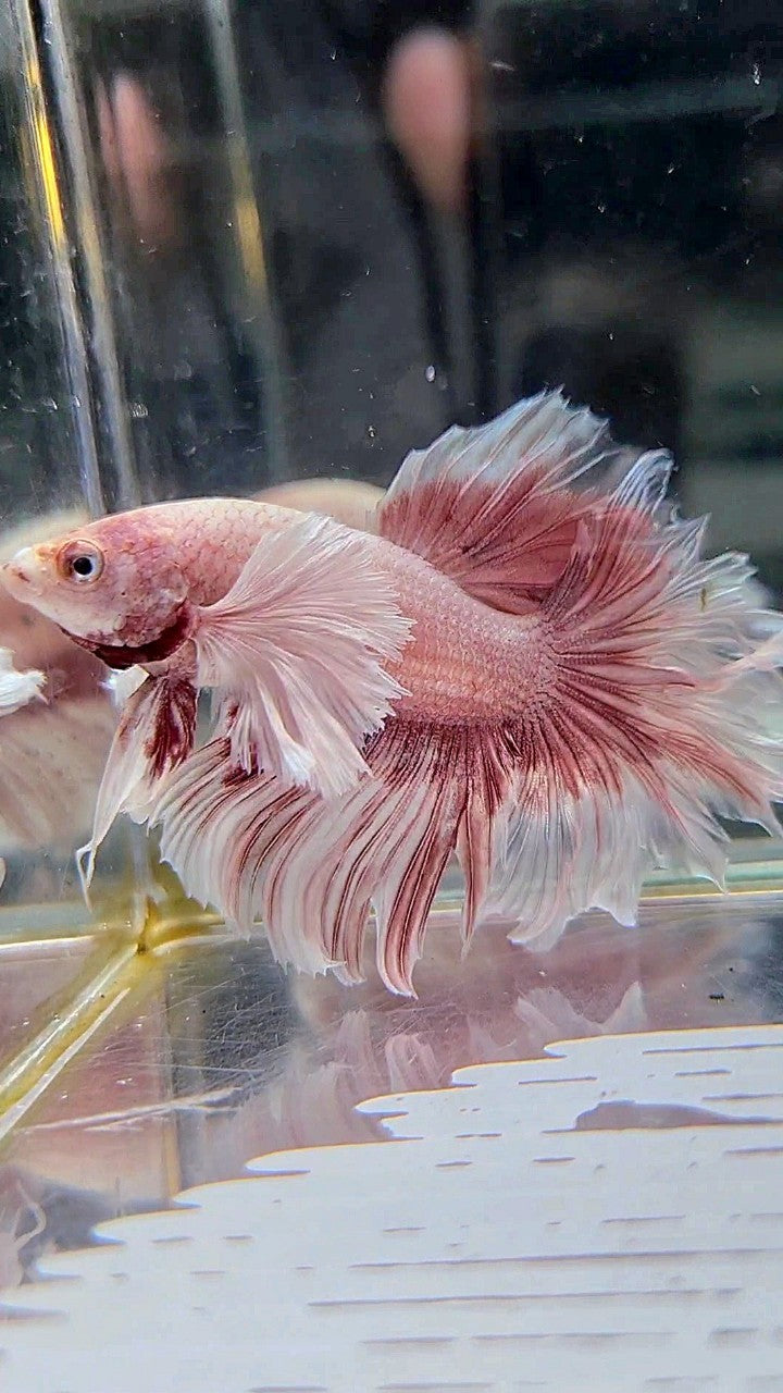 HALFMOON DUMBO EAR ROSEGOLD BUTTERFLY BETTA FISH