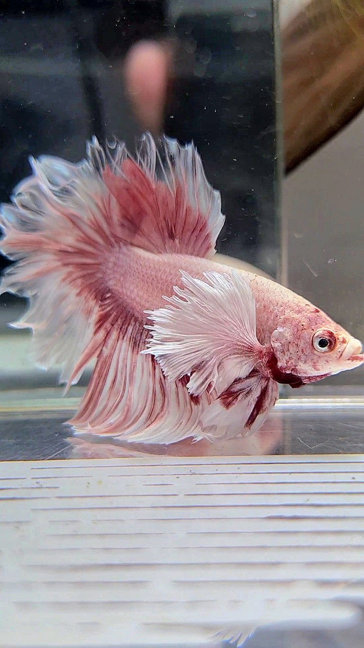 HALFMOON DUMBO EAR ROSEGOLD BUTTERFLY BETTA FISH