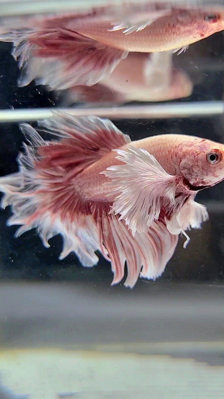 HALFMOON DUMBO EAR ROSEGOLD BUTTERFLY BETTA FISH