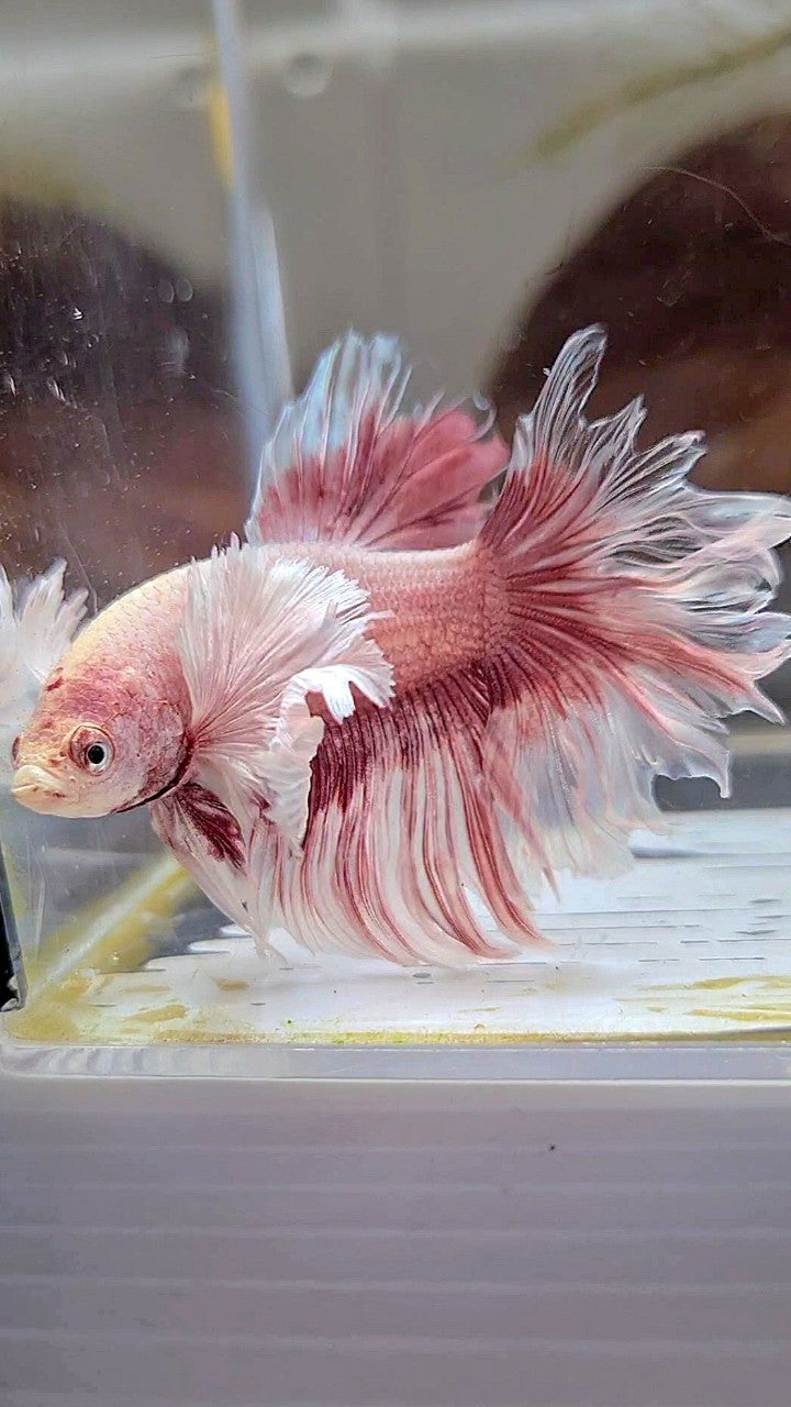 HALFMOON DUMBO EAR ROSEGOLD BUTTERFLY BETTA FISH