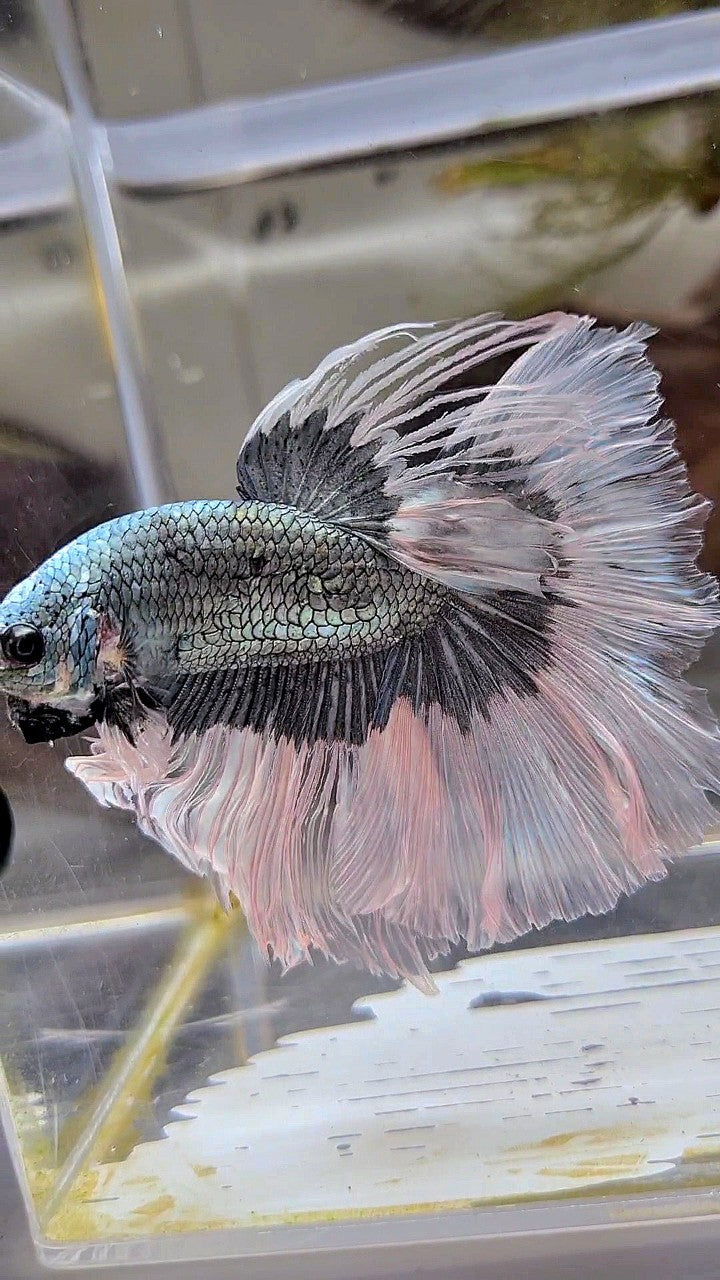 XL HALFMOON ROSETAIL COPPER BUTTERFLY BETTA FISH