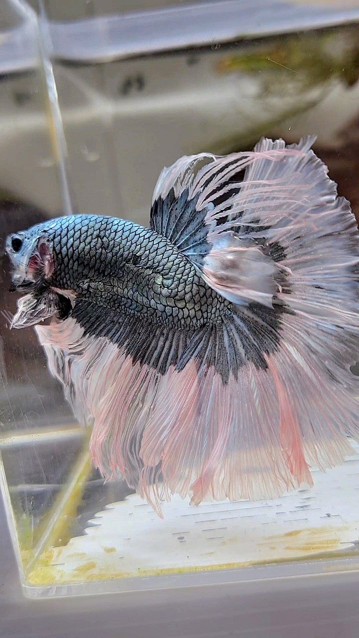 XL HALFMOON ROSETAIL COPPER BUTTERFLY BETTA FISH