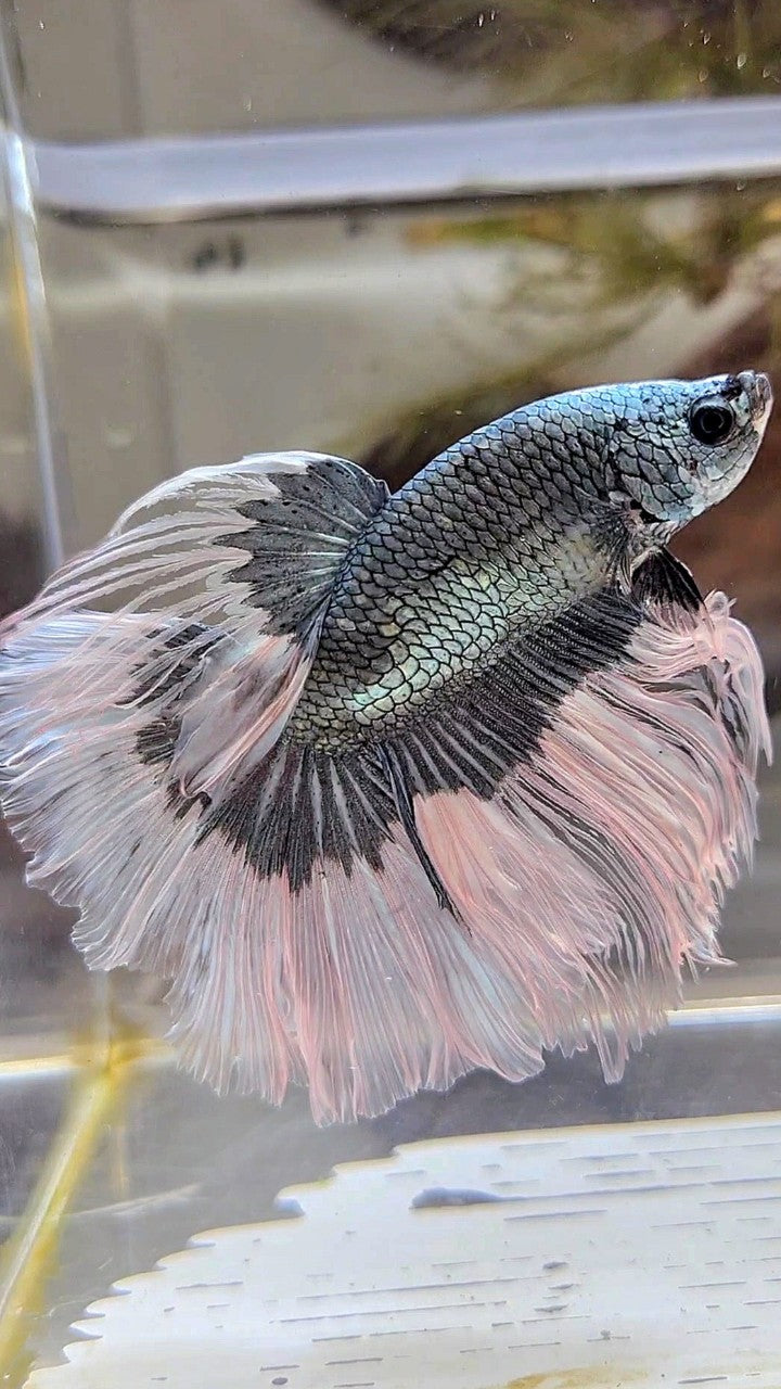 XL HALFMOON ROSETAIL COPPER BUTTERFLY BETTA FISH