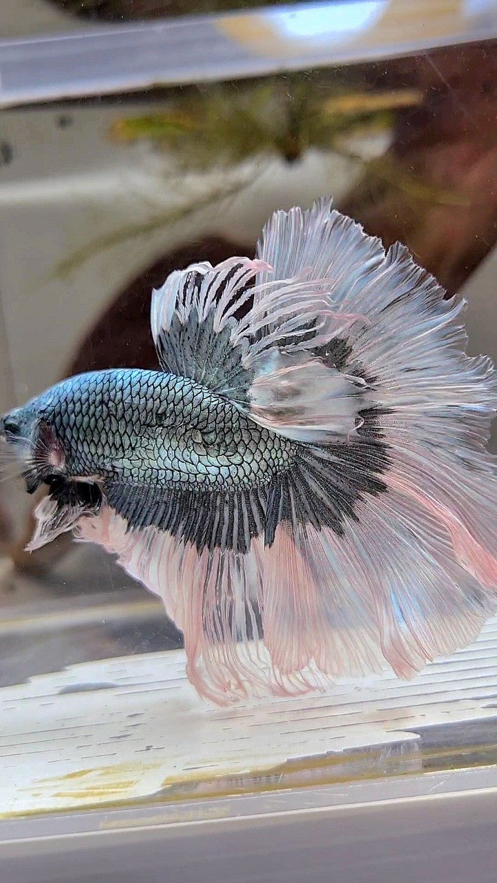 XL HALFMOON ROSETAIL COPPER BUTTERFLY BETTA FISH