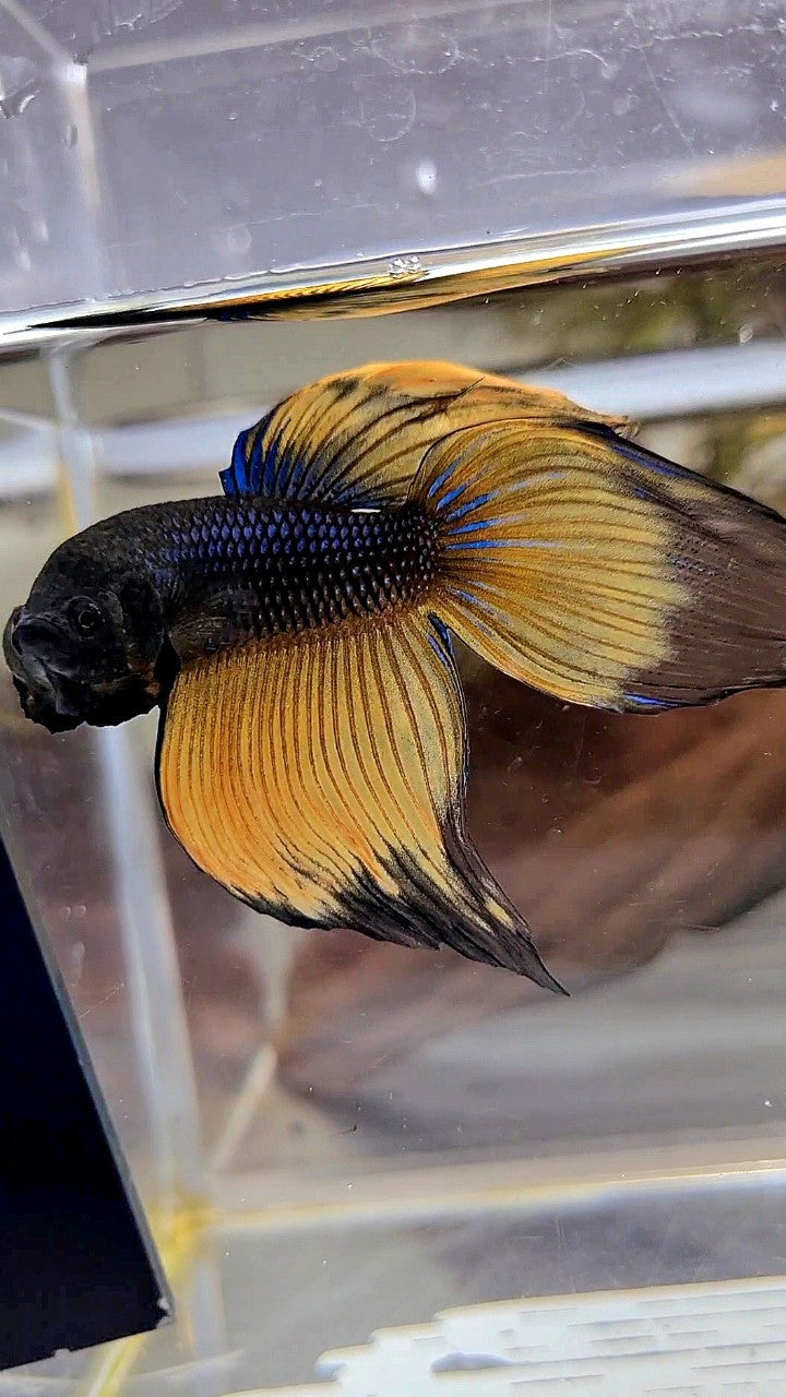 XL VEILTAIL BLACK YELLOW MUSTARD BUTTERFLY BETTA FISH