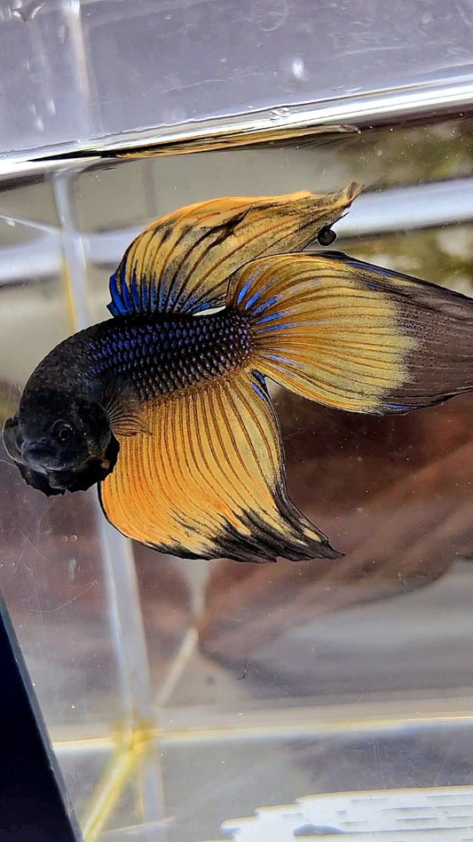 XL VEILTAIL BLACK YELLOW MUSTARD BUTTERFLY BETTA FISH