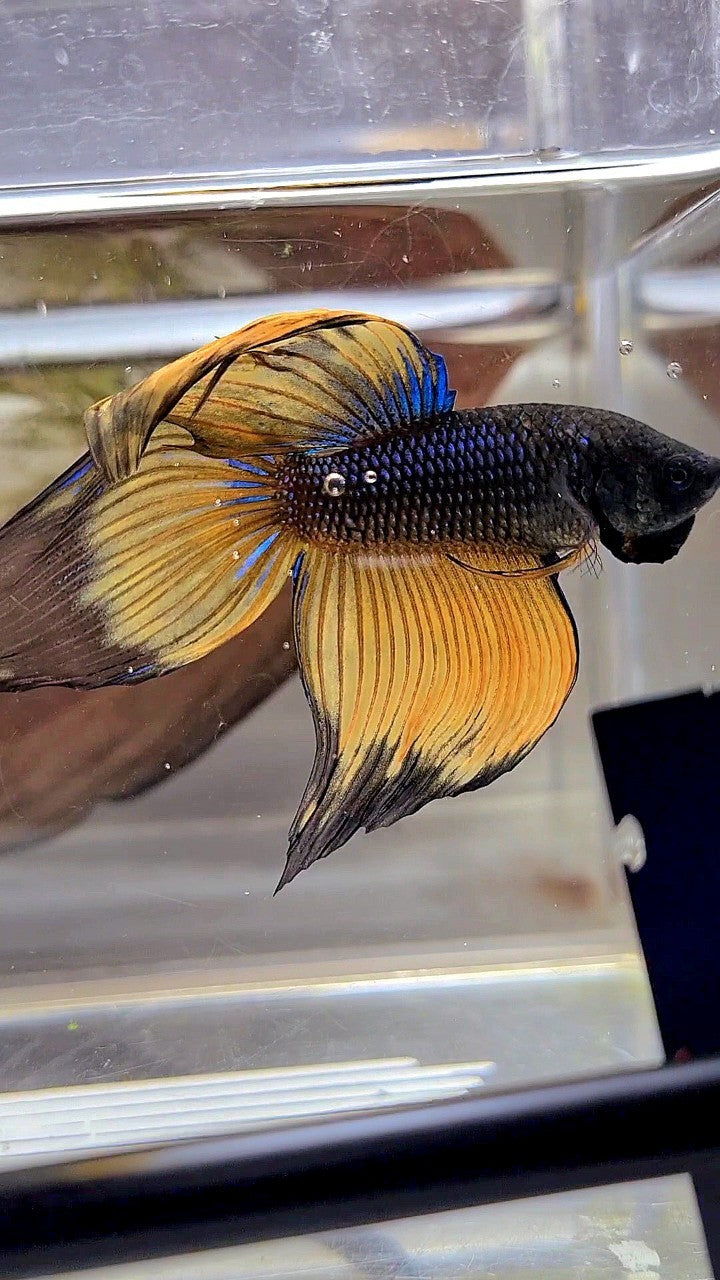 XL VEILTAIL BLACK YELLOW MUSTARD BUTTERFLY BETTA FISH