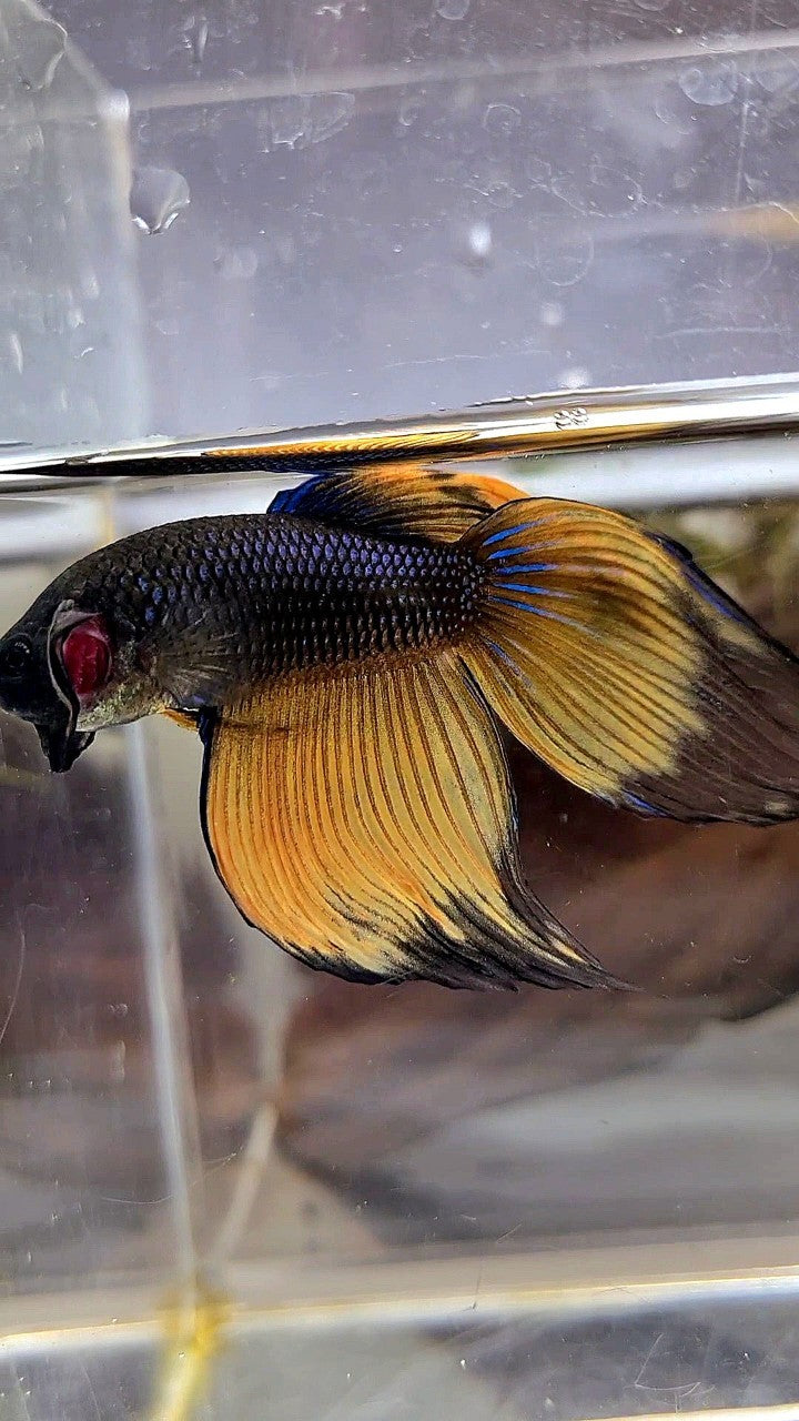 XL VEILTAIL BLACK YELLOW MUSTARD BUTTERFLY BETTA FISH