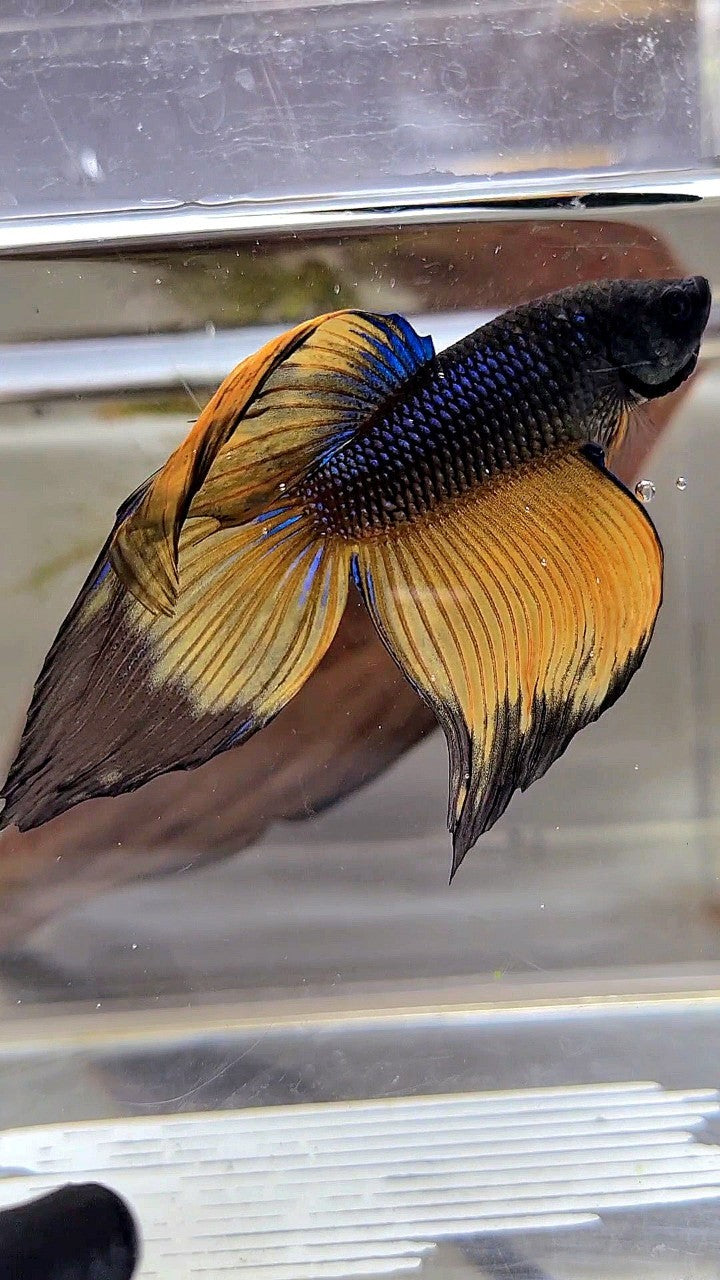 XL VEILTAIL BLACK YELLOW MUSTARD BUTTERFLY BETTA FISH