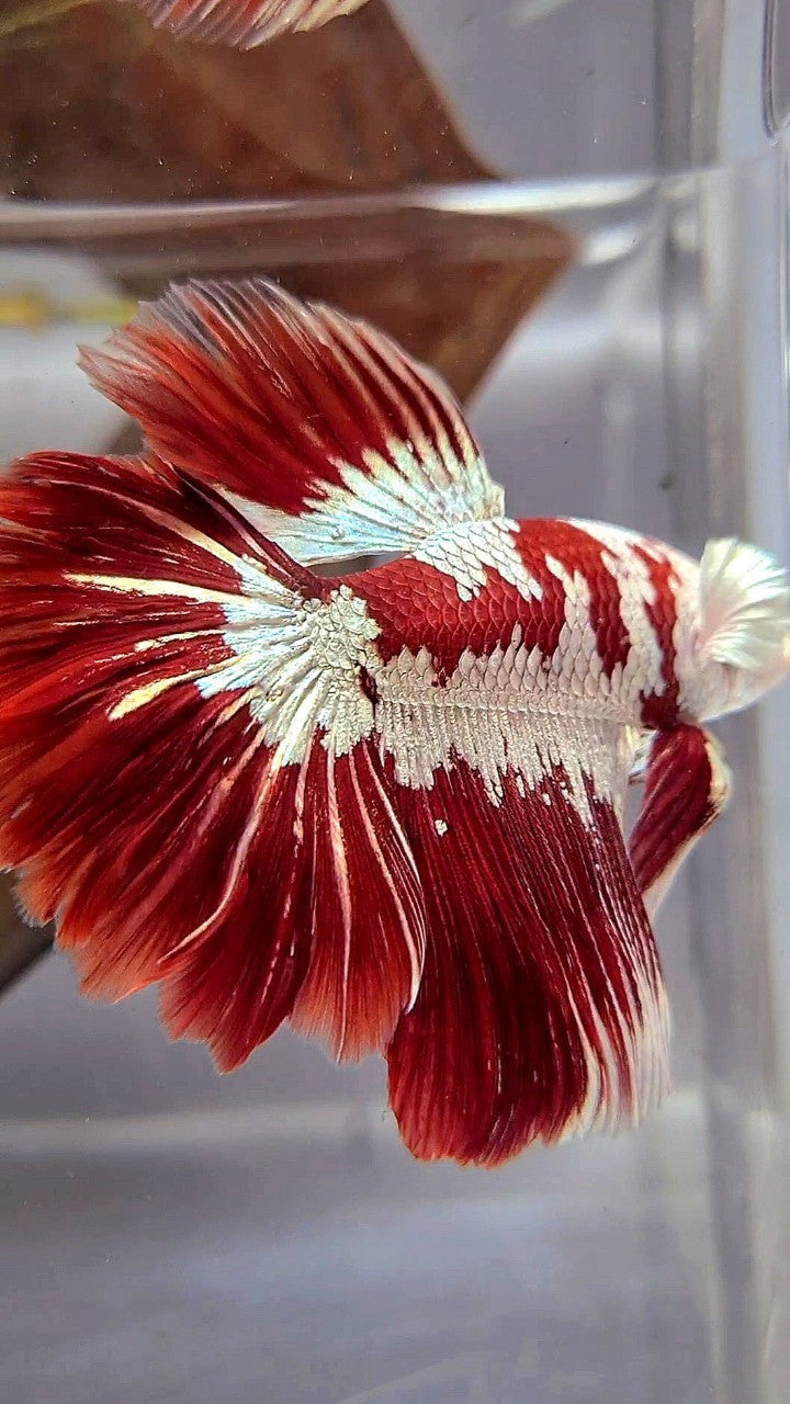 HALFMOON ROSETAIL RED WHITE GALAXY SNOW UNIQUE MASKING TUXEDO BETTA FISH