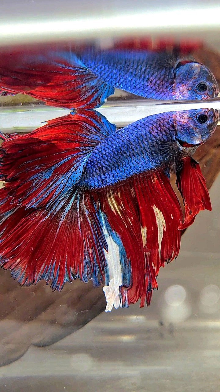 XL HALFMOON ROSETAIL BLUE RED FANCY MULTICOLOR BETTA FISH