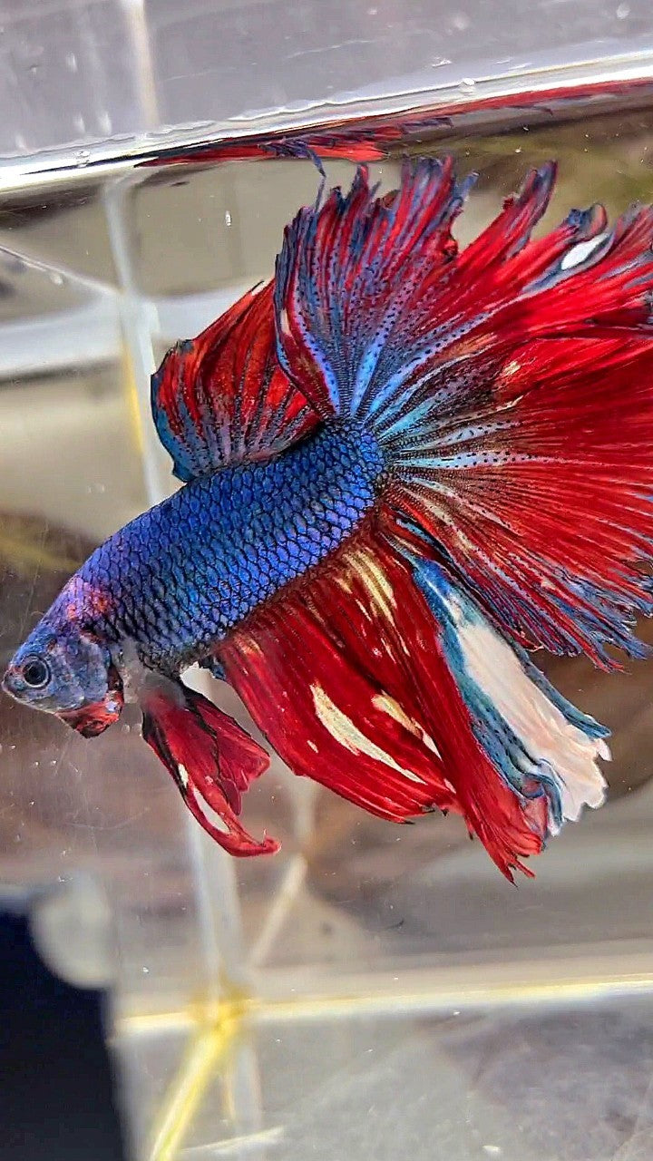 XL HALFMOON ROSETAIL BLUE RED FANCY MULTICOLOR BETTA FISH