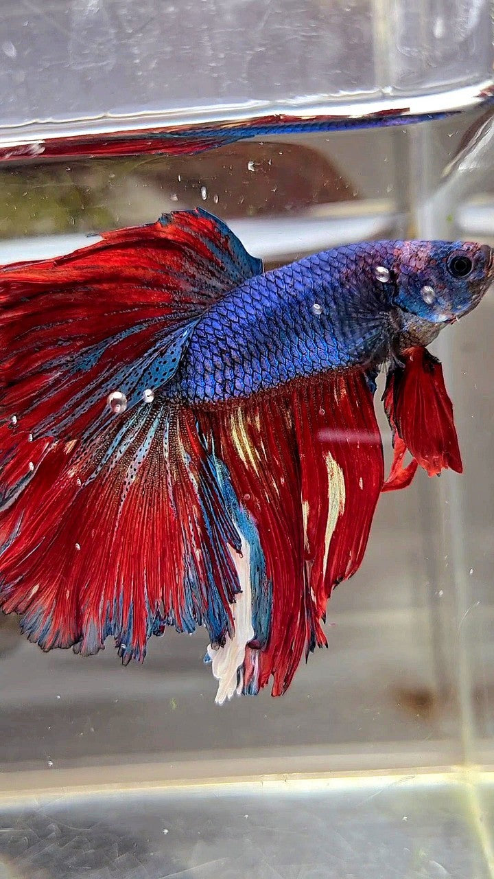 XL HALFMOON ROSETAIL BLUE RED FANCY MULTICOLOR BETTA FISH