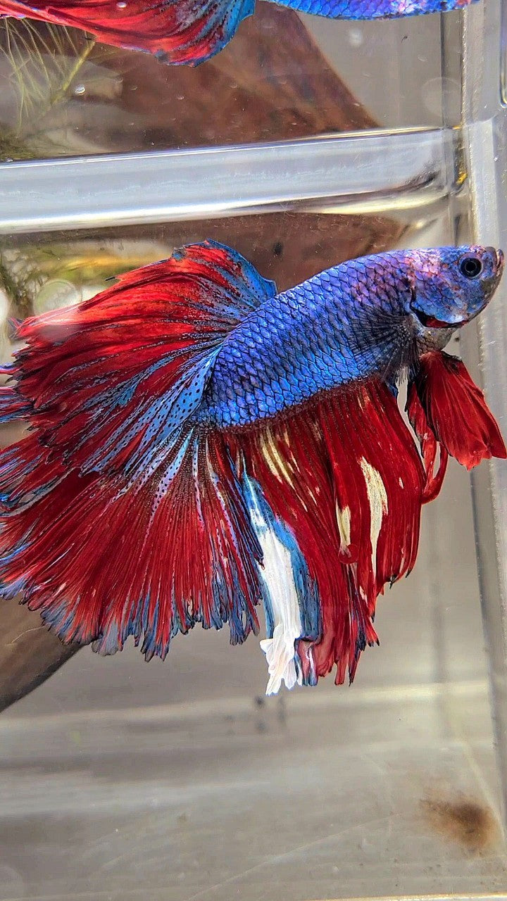 XL HALFMOON ROSETAIL BLUE RED FANCY MULTICOLOR BETTA FISH