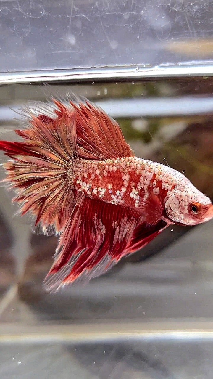 HALFMOON RED GOLD GALAXY RGG BETTA FISH