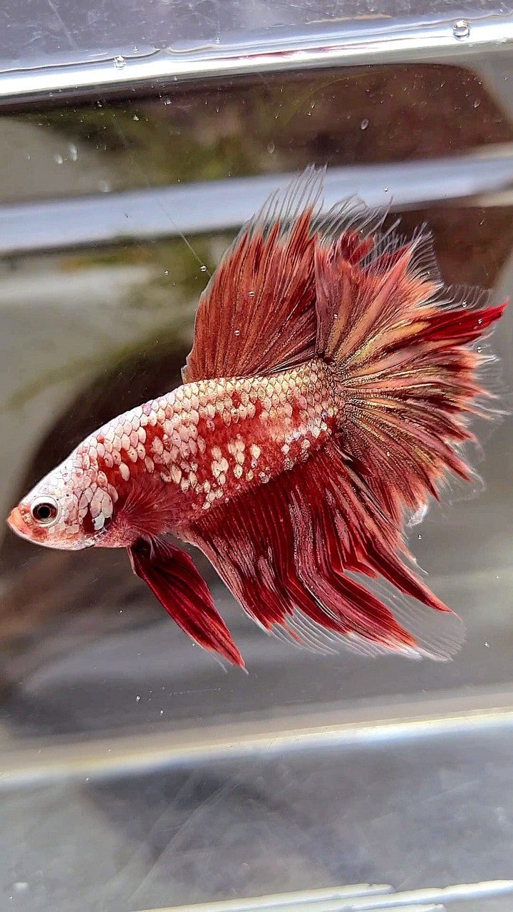 HALFMOON RED GOLD GALAXY RGG BETTA FISH