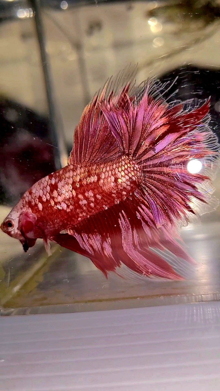 HALFMOON RED GOLD GALAXY RGG BETTA FISH